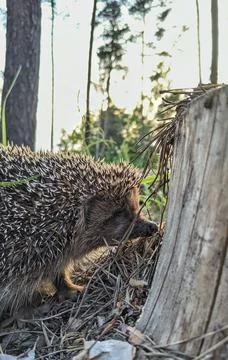 Hedgehog in the forest Foto stock