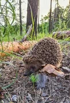 Hedgehog in the forest Stock Photos