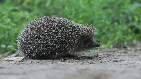 Hedgehog on the forest road close-up Stock Footage 106525395