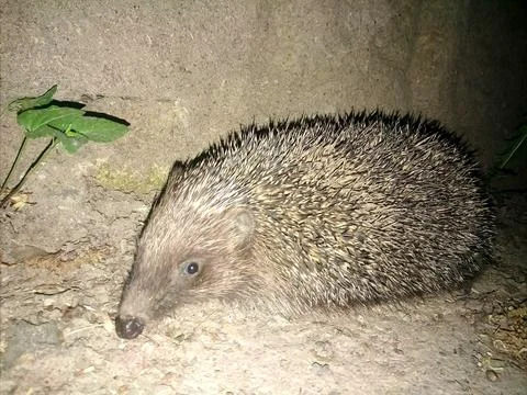 Hedgehog is funny. Foto stock