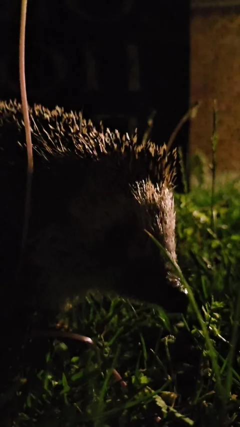 Hedgehog in the garden in the evening Stock Footage 309094849