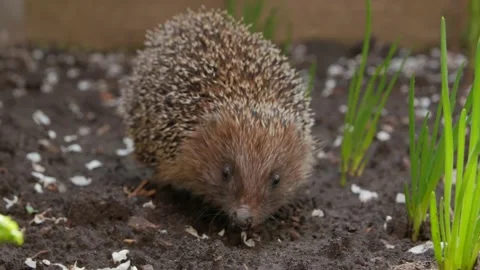Hedgehog In Garden Stock Footage 130292296