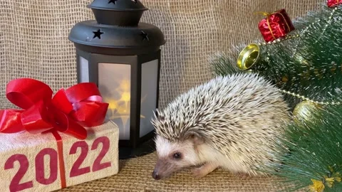 Hedgehog, gift box with text 2022 at new year tree. Stock Footage 159424756