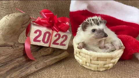 Hedgehog, gift box with text 2022 動画素材 164381850