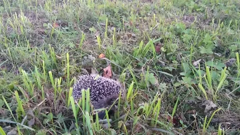 Hedgehog goes in green grass Stock Footage 87264366