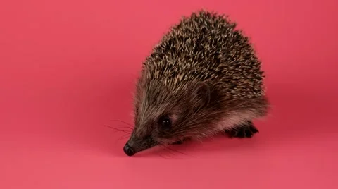 Hedgehog going forward, closeup, isolate on pink background 動画素材 62642112
