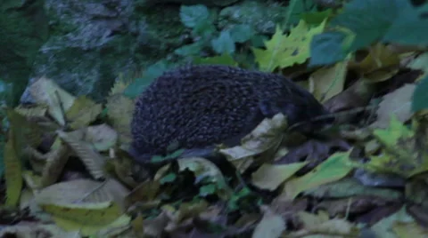 Hedgehog in grass Stock Footage 41548263