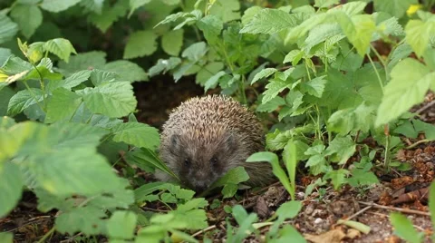 Hedgehog in the grass Vidéo 41791383