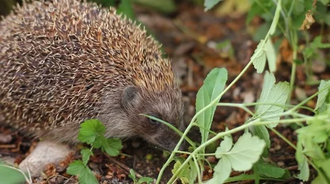 Hedgehog in the grass Stock Footage 41791414