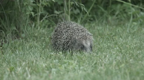 Hedgehog  on the grass Stock Footage 51487248