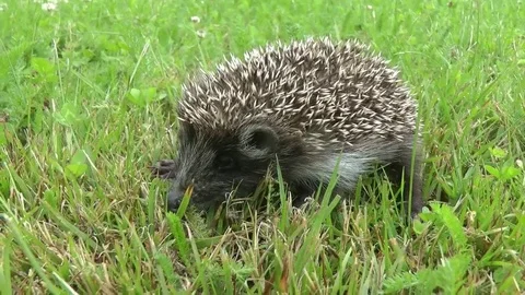 Hedgehog in a grass Stock Footage 78348105