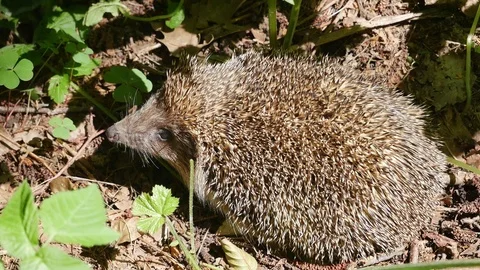 Hedgehog in a grass. Video stock 116662412
