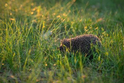 Hedgehog in grass lit by setting sun Stock Photos