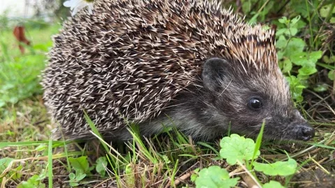 Hedgehog in the grass at the nature. Breathing restlessly. Stock Footage 265963653