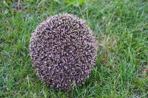 Hedgehog in the grass Stock Photos