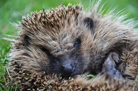 Hedgehog in grass Stock Photos