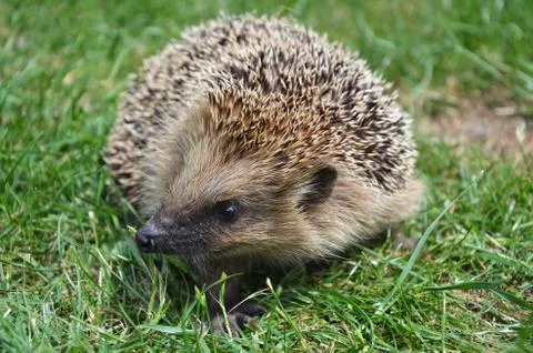 Hedgehog on the grass Stock Photos