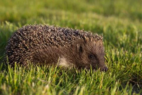 Hedgehog in the grass Stock-Fotos