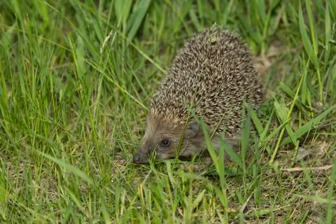 Hedgehog in the grass 写真素材