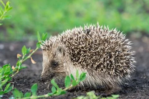 Hedgehog on the grass Stock Photos