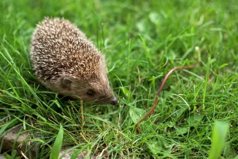 Hedgehog in a grass Stock Photos