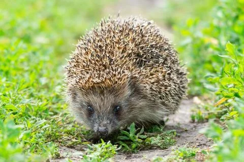 Hedgehog on the grass Stock Photos
