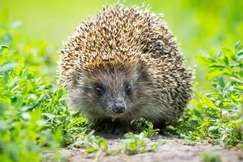 Hedgehog on the grass Stock Photos