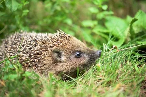 Hedgehog in a grass Stock Photos