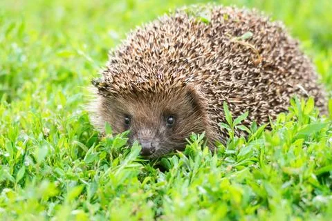 Hedgehog on the grass Stock Photos