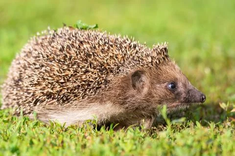 Hedgehog on the grass Stock Photos