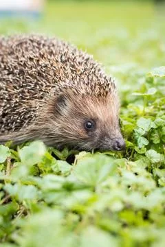Hedgehog on the grass Stock Photos