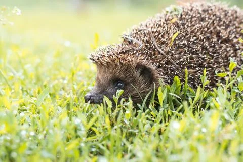 Hedgehog on the grass Stock Photos