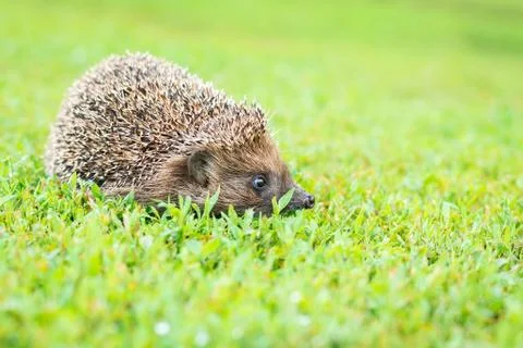 Hedgehog on the grass Stock Photos