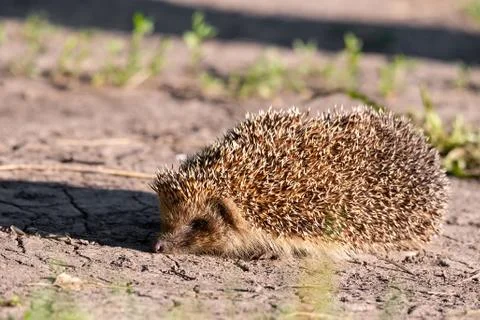 Hedgehog on the grass. Foto stock