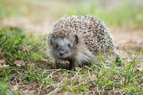 Hedgehog on the grass. Stock Photos
