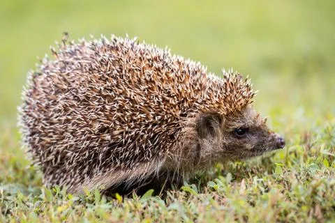 Hedgehog on the grass. Stock Photos