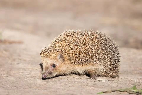 Hedgehog on the grass.. Stock Photos
