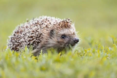 Hedgehog on the grass Stock Photos