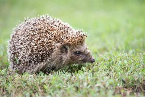 Hedgehog on the grass.. Stock Photos