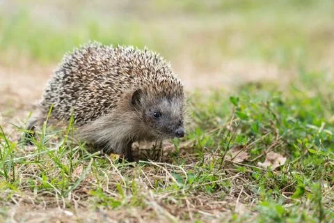 Hedgehog on the grass. Foto stock
