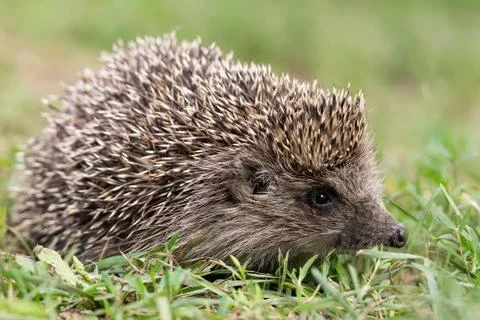 Hedgehog on the grass Stock Photos
