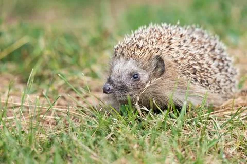 Hedgehog on the grass.. Foto stock