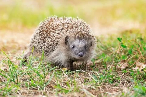 Hedgehog on the grass. Stock Photos