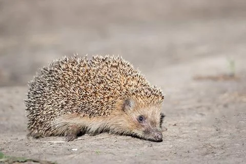 Hedgehog on the grass.. Stock Photos