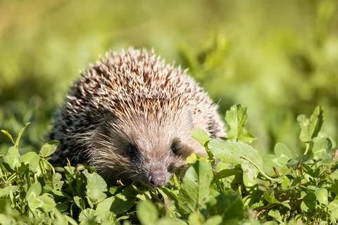 Hedgehog on the grass.. Stock Photos
