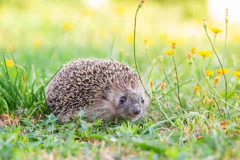 Hedgehog on the grass. Stock Photos