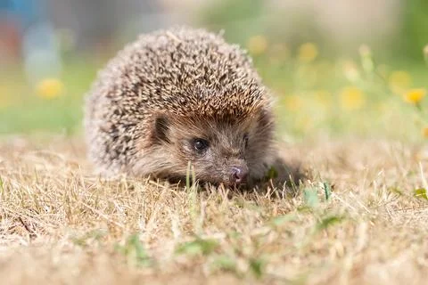 Hedgehog on the grass.. Stock Photos