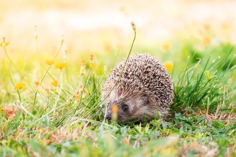 Hedgehog on the grass. Stock Photos