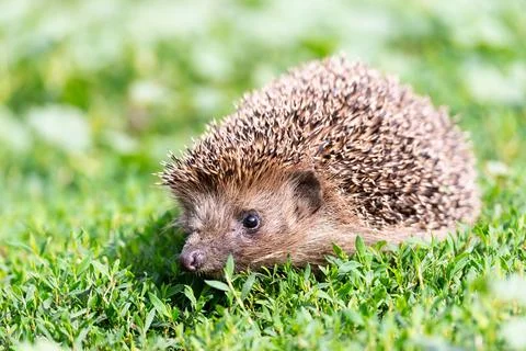 Hedgehog on the grass... Stock Photos