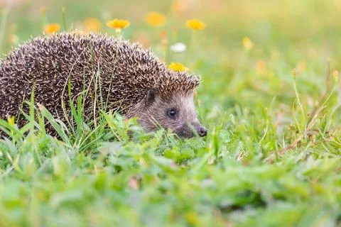 Hedgehog on the grass... Stock Photos